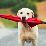 雨の日もハッピーに。体が喜ぶやさしいケア